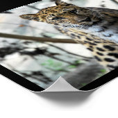 Leopard Blick Poster (Ecke)