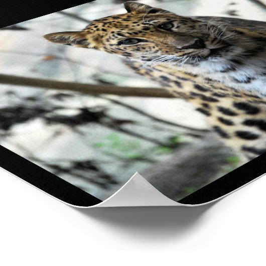 Leopard Blick Poster (Ecke)