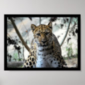 Leopard Blick Poster (Vorne)