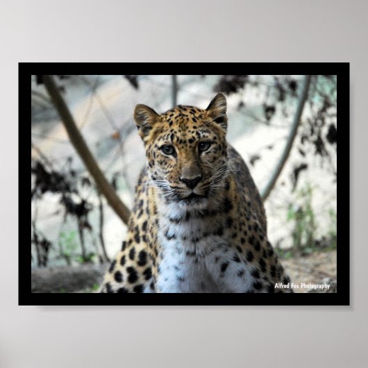 Leopard Blick Poster (Vorne)