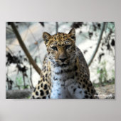 Leopard Blick Poster (Vorne)