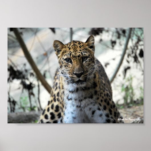 Leopard Blick Poster (Vorne)