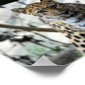 Leopard Blick Poster (Ecke)