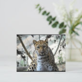 Leopard Blick Postkarte (Stehend Vorderseite)