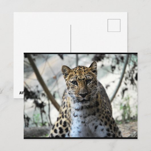 Leopard Blick Postkarte (Vorne/Hinten)