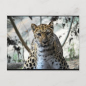 Leopard Blick Postkarte (Vorderseite)