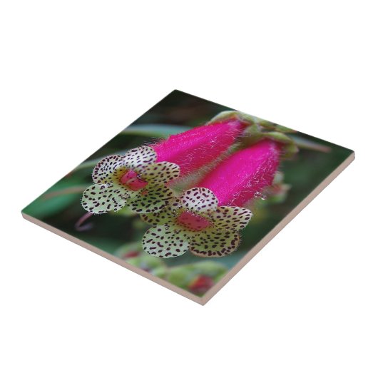 Leopard-Blume Fliese (Seite)