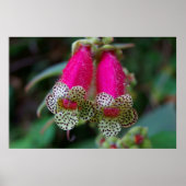 Leopard-Blume Poster (Vorne)