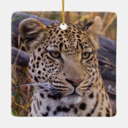 Leopard, Botsuana, Afrika Keramikornament (Rückseite)