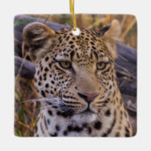 Leopard, Botsuana, Afrika Keramikornament (Vorderseite)