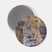 Leopard, Botsuana, Afrika Magnet (Vorderseite/Rückseite)