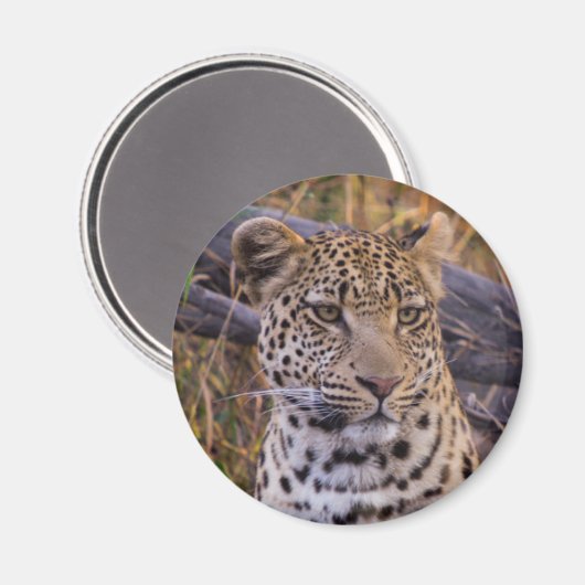 Leopard, Botsuana, Afrika Magnet (Vorderseite/Rückseite)