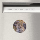 Leopard, Botsuana, Afrika Magnet (In Situ (Geschirrspüler))