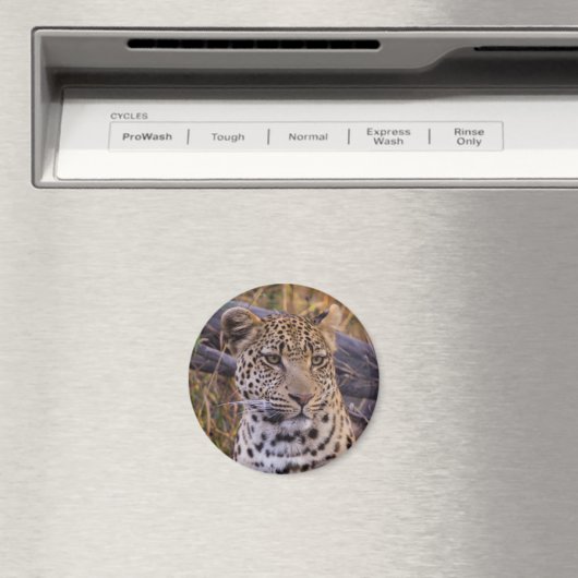 Leopard, Botsuana, Afrika Magnet (In Situ (Geschirrspüler))