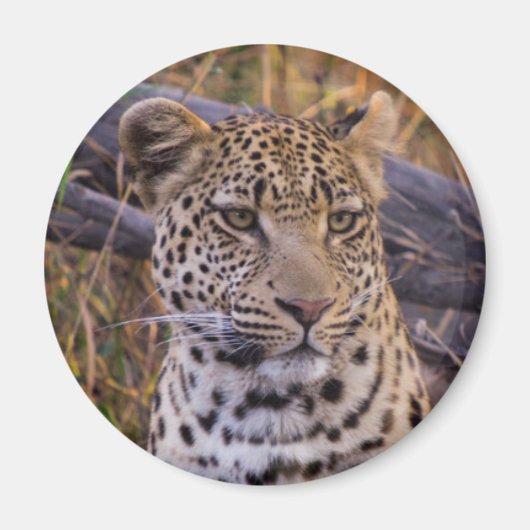 Leopard, Botsuana, Afrika Magnet (Vorne)