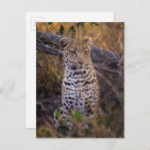 Leopard, Botsuana, Afrika Postkarte (Vorne/Hinten)