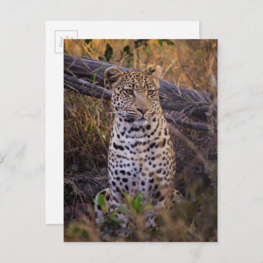 Leopard, Botsuana, Afrika Postkarte (Vorne/Hinten)