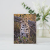 Leopard, Botsuana, Afrika Postkarte (Stehend Vorderseite)