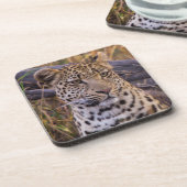 Leopard, Botsuana, Afrika Untersetzer (Linke Seite)