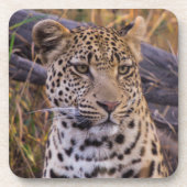 Leopard, Botsuana, Afrika Untersetzer (Vorderseite)