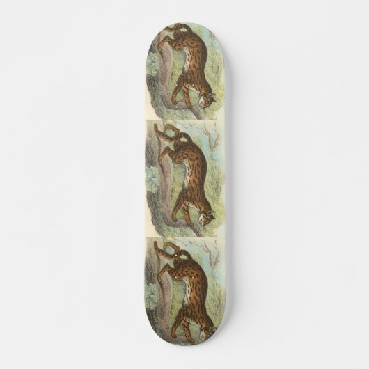Leopard-Cat, Felis bengalensis Skateboard (Vorne)