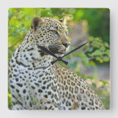 Leopard clock  quadratische wanduhr (Vorderseite)
