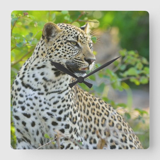 Leopard clock quadratische wanduhr (Vorderseite)