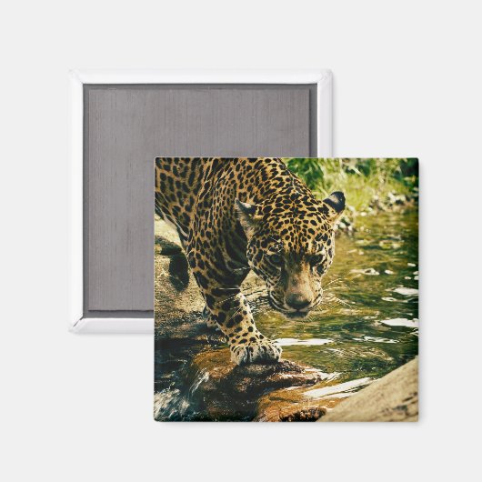 Leopard Crossing a Stream Photograph Magnet (Vorderseite/Rückseite)