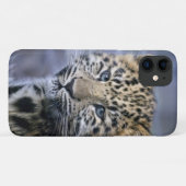 Leopard Cub iPhone 11 Fall Case-Mate iPhone Hülle (Rückseite (Horizontal))