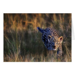 Leopard Cub Panthera Pardus
