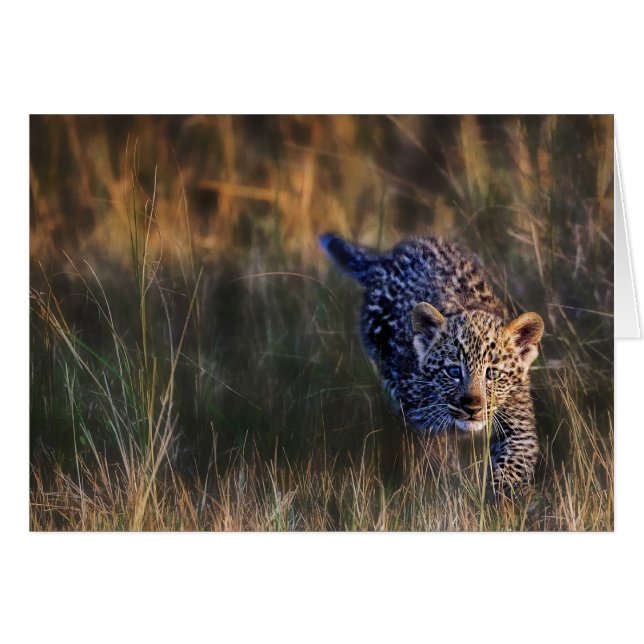Leopard Cub Panthera Pardus (Vorderseite (Horizontal))