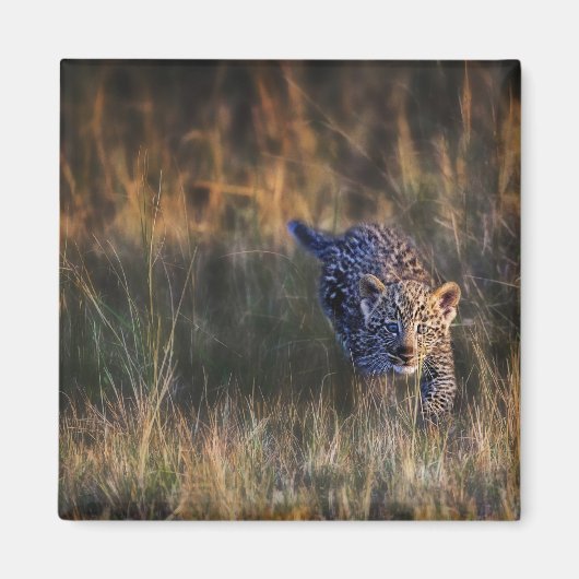 Leopard Cub Panthera Pardus Magnet (Vorne)