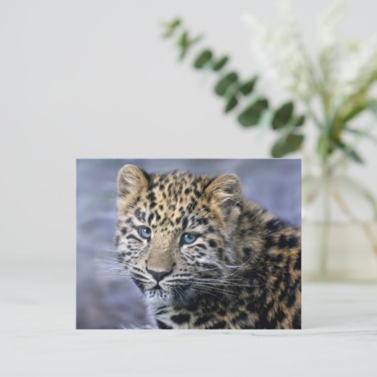 Leopard Cub Postcard Postkarte (Stehend Vorderseite)