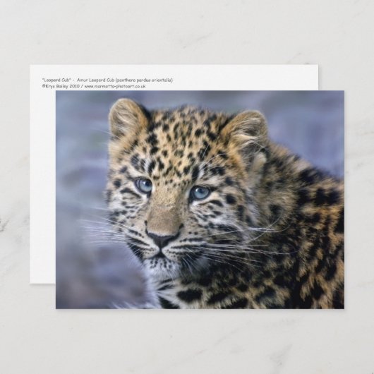 Leopard Cub Postcard Postkarte (Vorne/Hinten)