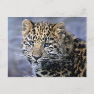 Leopard Cub Postcard Postkarte