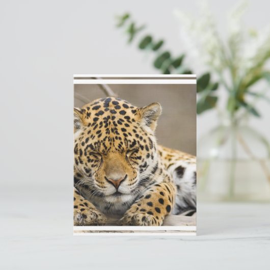Leopard Cub Postcard Postkarte (Stehend Vorderseite)