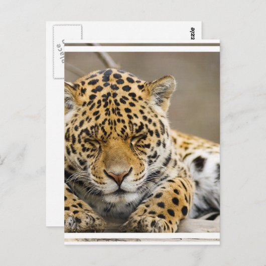Leopard Cub Postcard Postkarte (Vorne/Hinten)