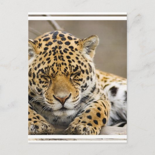 Leopard Cub Postcard Postkarte (Vorderseite)