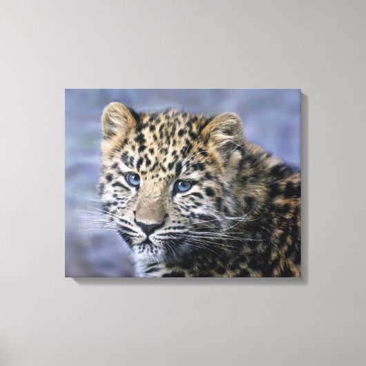Leopard Cub Wrapped Canvas Print Leinwanddruck (Vorderseite)