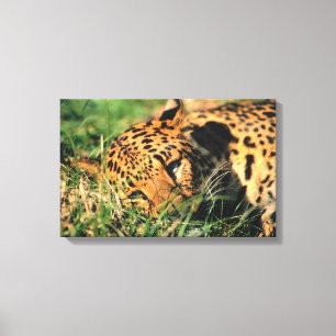 Leopard, der im Gras stillsteht Leinwanddruck