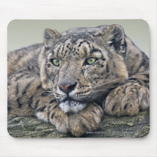 Leopard Dreaming Mousemat Mousepad (Vorne)