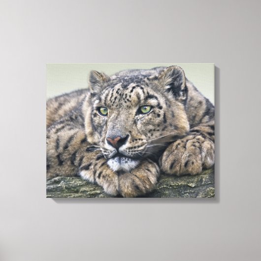 Leopard Dreaming Wrapped Canvas Leinwanddruck (Vorderseite)