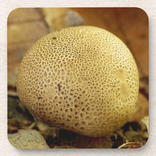 Leopard Earthball Fungus Hard Plastic Coasters Getränkeuntersetzer (Vorderseite)