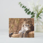 Leopard-Einladung Einladung (Stehend Vorderseite)