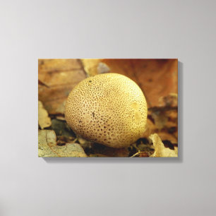 Leopard Erdball Fungus Canvas Print Leinwanddruck