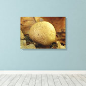 Leopard Erdball Fungus Canvas Print Leinwanddruck (Insitu (Holzboden))