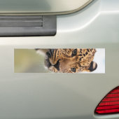 Leopard-Foto Autoaufkleber (Auf Auto)