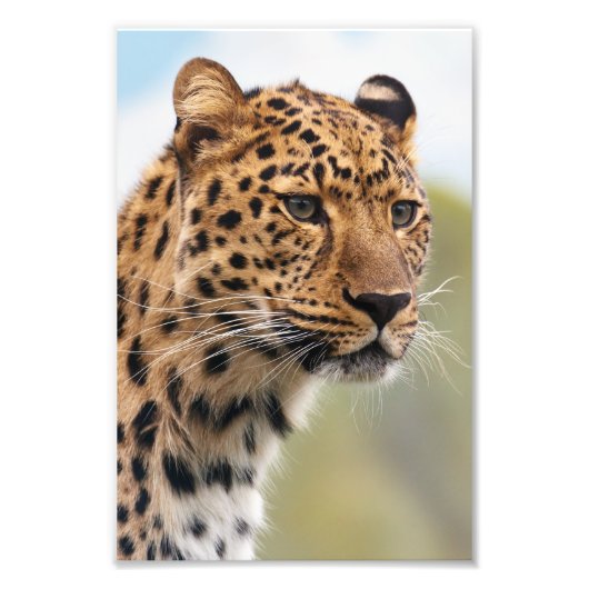 Leopard-Foto Fotodruck (Vorne)