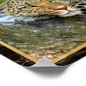 Leopard Foto Image Print Poster (Ecke)
