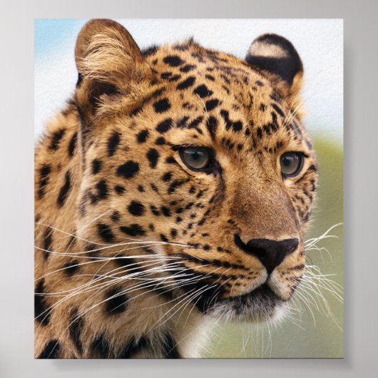 Leopard-Foto Poster (Vorne)